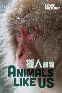 دانلود مستند Animals Like Us423066-1726615596